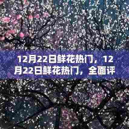 12月22日鲜花热门,全面评测与深度解析