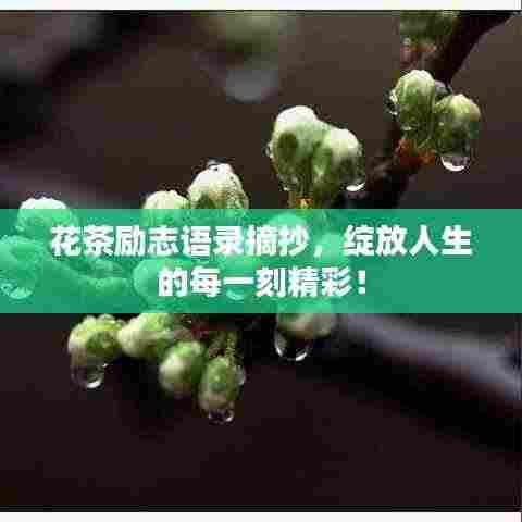 花茶励志语录摘抄,绽放人生的每一刻精彩!