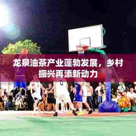 龙泉油茶产业蓬勃发展,乡村振兴再添新动力