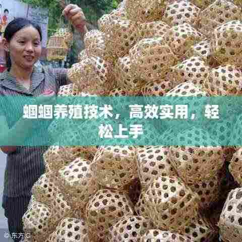 蝈蝈养殖技术，高效实用，轻松上手