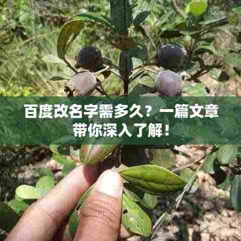 百度改名字需多久?一篇文章带你深入了解!