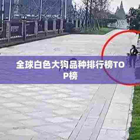 全球白色大狗品种排行榜TOP榜