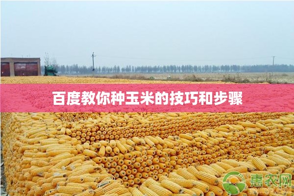 百度教你种玉米的技巧和步骤