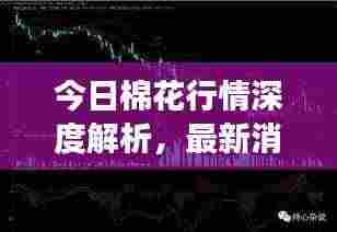 今日棉花行情深度解析,最新消息、市场动态与前景展望