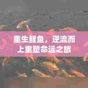 重生鲤鱼，逆流而上重塑命运之旅